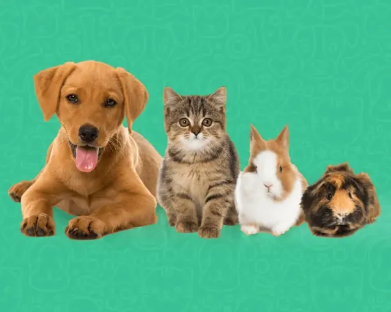 PetLuvs mobile app for pet owners and pet care services portfolio by WitQualis